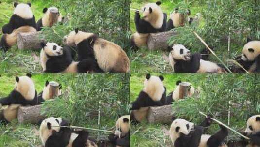 四只可爱大熊猫在一起吃竹子高清在线视频素材下载