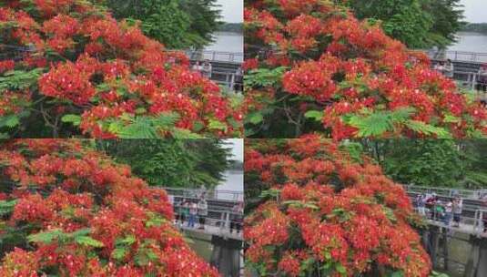 中国广东省广州市荔湾区花地河凤凰花高清在线视频素材下载