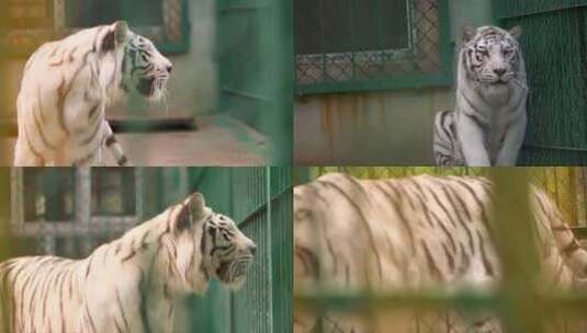 野生白虎 动物园老虎 国家保护动物高清在线视频素材下载
