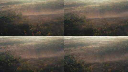 金色黎明鸟瞰秋天优雅的迷雾森林高清在线视频素材下载