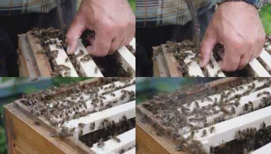 养蜂人仔细检查装满蜜蜂和蜂蜜的框架。高清在线视频素材下载