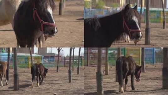 动物生物高清在线视频素材下载