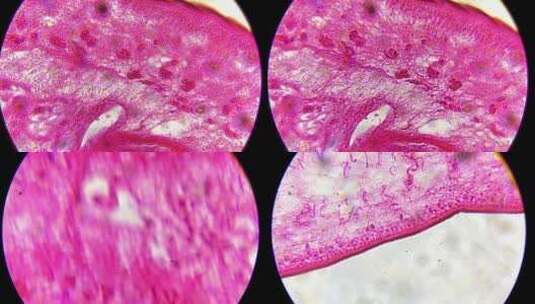 生物教材医学绦虫切片高清在线视频素材下载