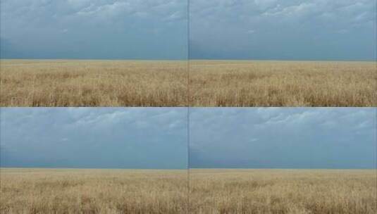 Prarie，田野，小麦，多云的天空高清在线视频素材下载