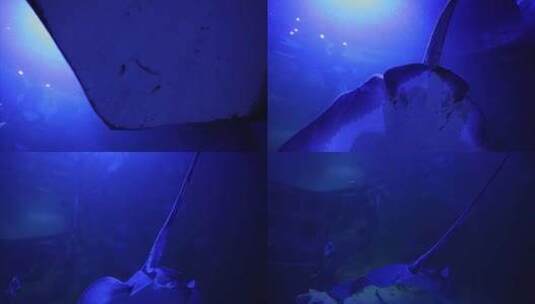 海鱼水族馆鲨鱼高清在线视频素材下载