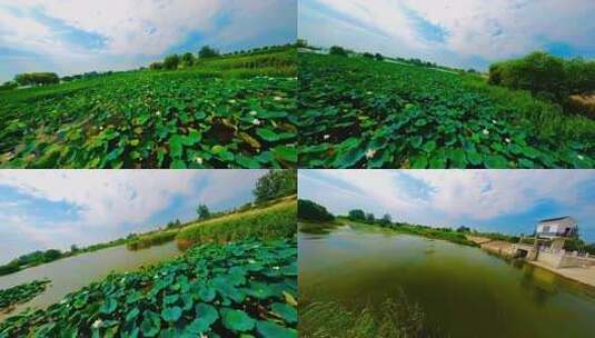 穿越机航拍夏季荷花池塘湖滩一镜到底高清在线视频素材下载