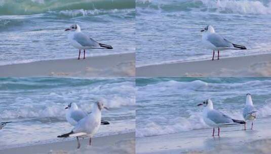 海边海浪沙滩上的海鸥高清在线视频素材下载