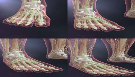 人体骨骼血管动画竖屏高清在线视频素材下载