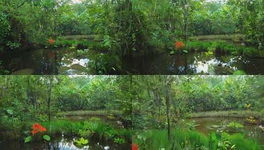 雨林湿地 鸟鸣虫吟 生命蓬勃之地高清在线视频素材下载