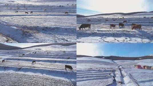 冬日牛群草原雪地觅食航拍高清在线视频素材下载