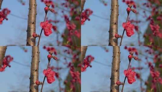 盛开的红色桃花特写高清在线视频素材下载