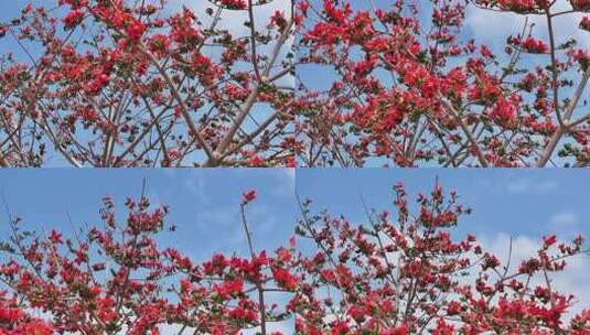 盛开的木棉花特写高清在线视频素材下载