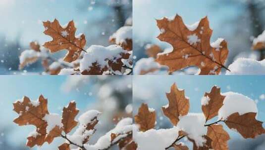 覆雪枯叶特写高清在线视频素材下载