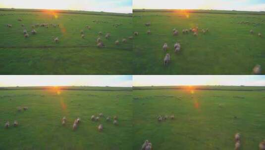 乌拉圭 牧场放牧 羊群奔跑 阳光光线 航拍高清在线视频素材下载