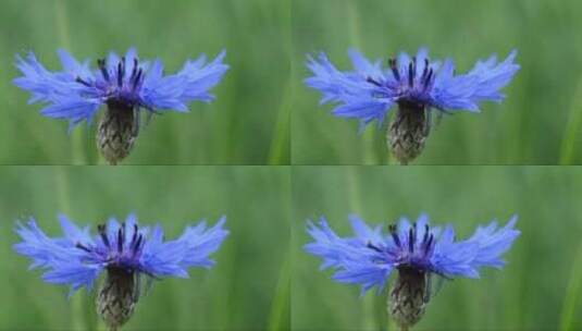 蓝色矢车菊的特写高清在线视频素材下载