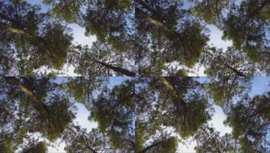 森林中一些树木低矮旋转的镜头高清在线视频素材下载