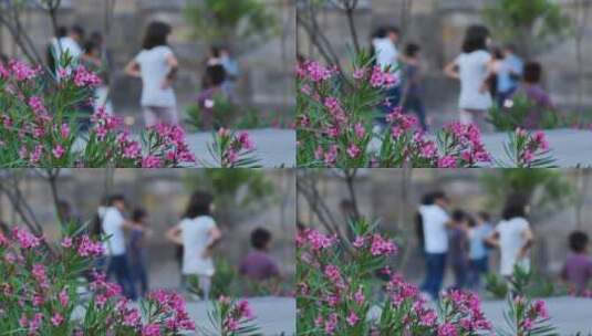 人们散步的广场上有花的灌木高清在线视频素材下载