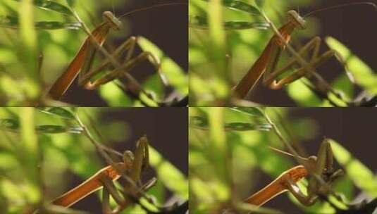 螳螂捕蝇高清在线视频素材下载
