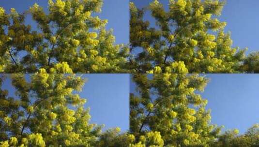 长着黄花的树高清在线视频素材下载