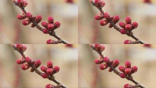 杏花花苞特写高清在线视频素材下载