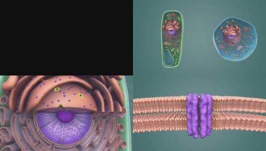 3D医学动画细胞动画 动物细胞 植物细胞高清在线视频素材下载