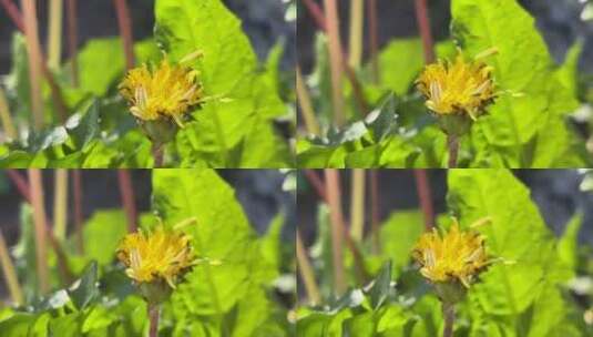 蒲公英花朵高清在线视频素材下载