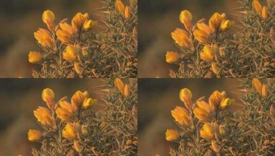 盛开的金色花朵特写高清在线视频素材下载