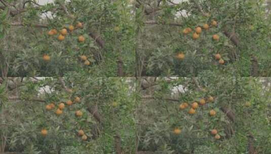 苏州西山橘树_C0033_4k_30fps_lt高清在线视频素材下载