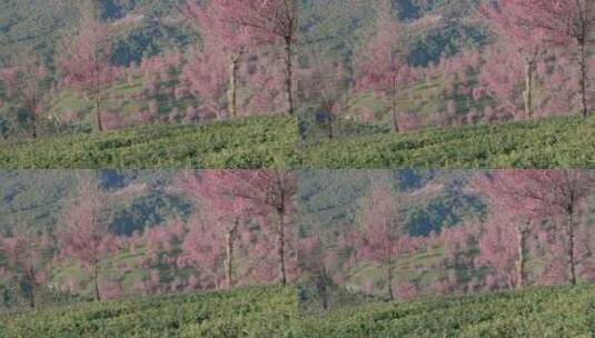 茶叶种植园中的冬樱花高清在线视频素材下载