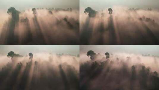 航拍晨雾森林高清在线视频素材下载