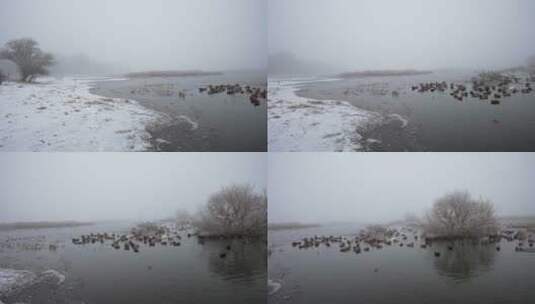 冬雪覆盖的天鹅游湖美景高清在线视频素材下载