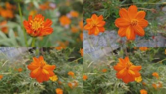 植物花卉高清在线视频素材下载