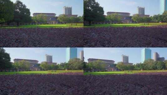 广州中山纪念堂公园园林草坪高清在线视频素材下载