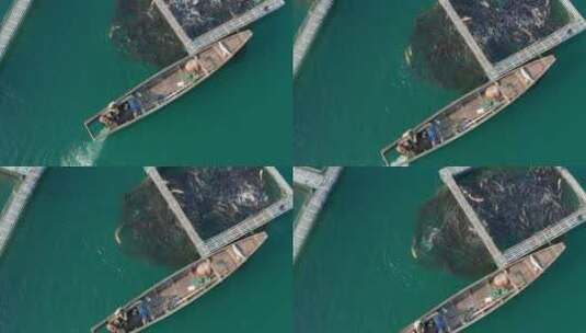 千岛湖淡水鱼网箱生态养殖胖头鱼高清在线视频素材下载