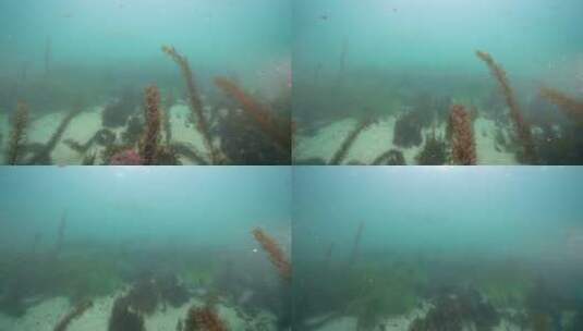 海底海草鱼类海洋生物高清在线视频素材下载