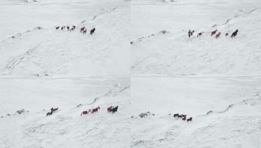 马在白雪覆盖的草原上奔跑高清在线视频素材下载