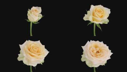 白色玫瑰开放高清在线视频素材下载