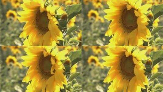 向日葵 向阳花 太阳花高清在线视频素材下载