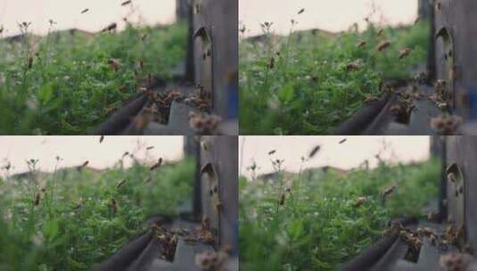 春天的精灵蜜蜂飞舞特写唯美慢镜头高清在线视频素材下载