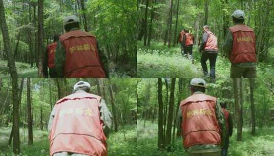 森林管护护林员在林区行走日常巡护高清在线视频素材下载