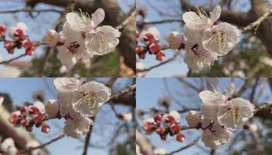 春天盛开的花朵特写高清在线视频素材下载