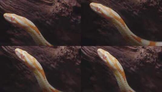 锦蛇捕食高清在线视频素材下载