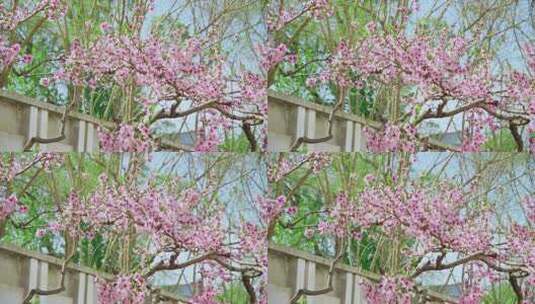 风中摇曳的樱花树高清在线视频素材下载