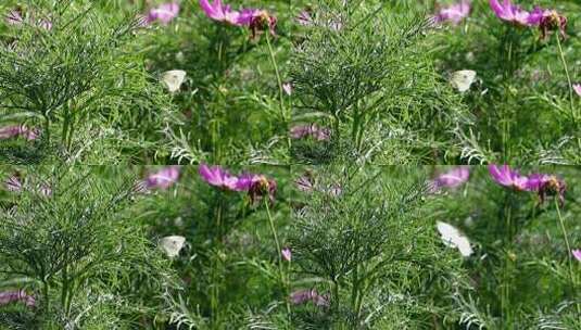 朝阳花圃中的蝴蝶固定镜头高清高清在线视频素材下载