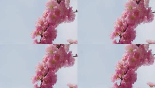 盛开的樱花高清在线视频素材下载