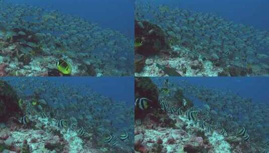 海底世界海洋生物实拍高清在线视频素材下载