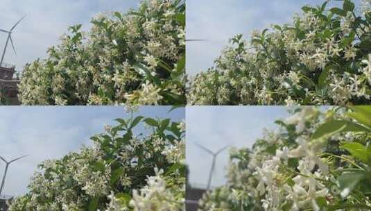 微风吹拂的风车茉莉花花朵高清在线视频素材下载