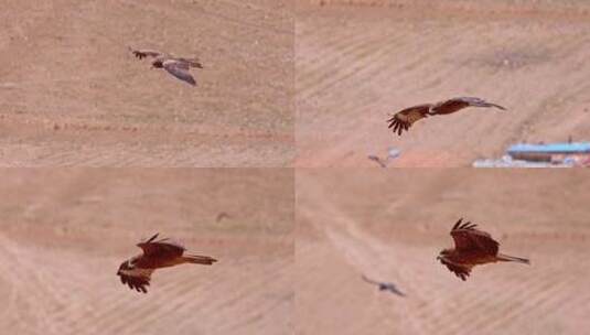 4K高清实拍高原动物秃鹫鸟高清在线视频素材下载