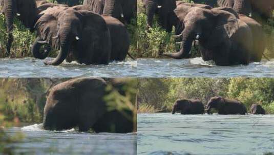 野外河边大象高清在线视频素材下载