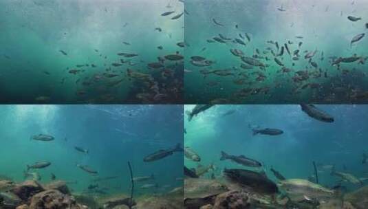 激流险滩水底鱼群高清在线视频素材下载
